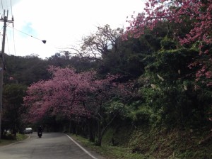 沖縄　八重岳　桜まつり