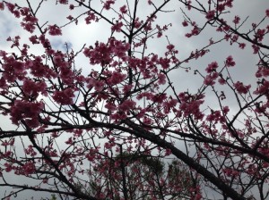 沖縄　八重岳　桜まつり