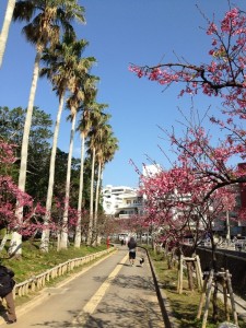 沖縄　与儀公園　桜