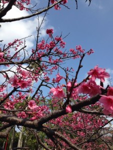 沖縄　与儀公園　桜